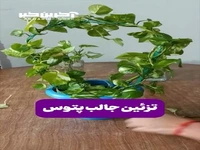 تزئین جالب گیاه پتوس