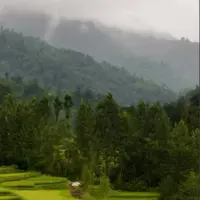 جنگل های مه گرفته مازندران 