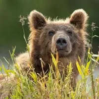 گل‌بازی خرسِ نجات‌یافته از تله زنبورداران