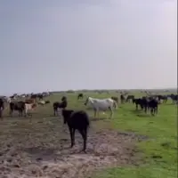 پارک ملی بوجاق در بندر کیاشهر