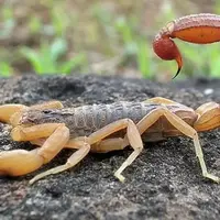 ماجرای فوت کودک ۶ ساله بر اثر نیش عقرب