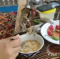 غذا دادن به پرنده با قاشق!
