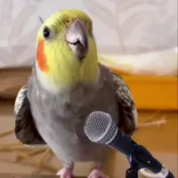 وقتی عروس هلندی سوت شمالی می زند!