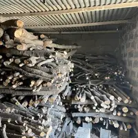 قاچاقچی قطع درختان جنگلی روستای گل افشان قائمشهر دستگیر شد