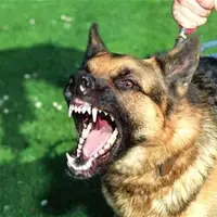 حمله سگ به یک کودک ۶ ساله در پارک