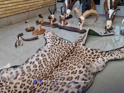 شکارچی حیات‌وحش با 21 تاکسیدرمی به دام افتاد