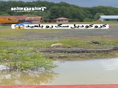 لحظه هولناک بلعیده شدن سگ توسط کروکودیل