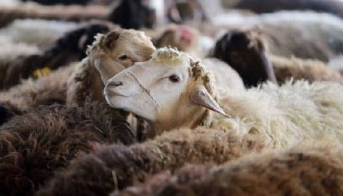 جزئیاتی از تورم خدمات کشاورزی و دامداری؛ افزایش ۲۰ درصدی نرخ دام زنده