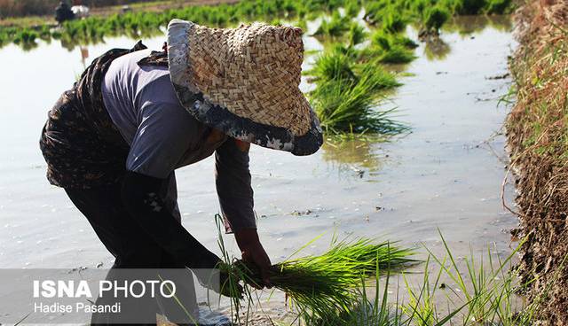 نماینده مجلس: واردات برنج خارجی به ضرر تولید داخلی است