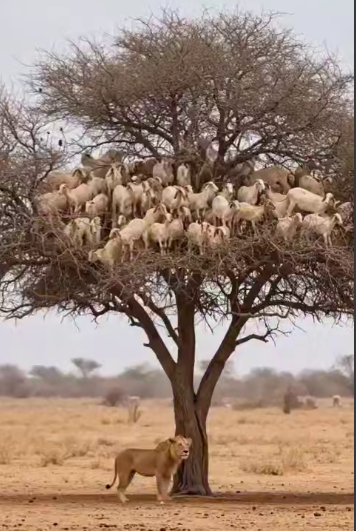 دست ما کوتاه و بزها بر نخیل!