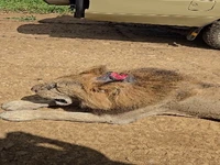 پادشاه زخمی اما شکست‌ناپذیر