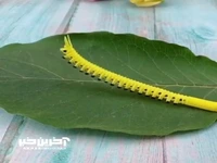 کاردستی کرم متحرک با نی