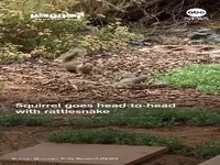 تقابل جسورانه سنجاب با مار زنگی پس از شکار همنوعش