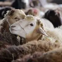 جزئیاتی از تورم خدمات کشاورزی و دامداری؛ افزایش ۲۰ درصدی نرخ دام زنده