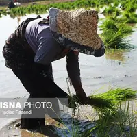 نماینده مجلس: واردات برنج خارجی به ضرر تولید داخلی است