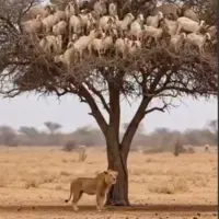 دست ما کوتاه و بزها بر نخیل!