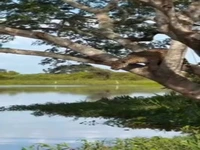  صحنه ای نادر از حمله ناموفق پلنگ به تمساح