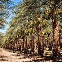 تنش آبی به ۲ هزار هکتار از نخیلات شادگان آسیب جدی زد