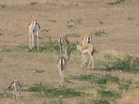 نمایی از آهوان در طبیعت دشت مغان