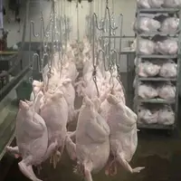 قزوین در رتبه سوم کشوری در تولید گوشت بوقلمون قرار گرفت