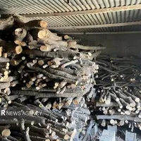 ۶ تن چوب قاچاق جنگلی در نور کشف شد