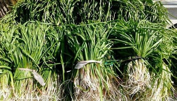 قاچاقچی گیاه دارویی در دزفول نقره‌داغ شد
