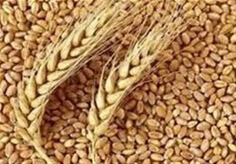 لرستان در آستانه فصل بذر؛ ۱۷ هزار تن بذر گندم تأمین شد