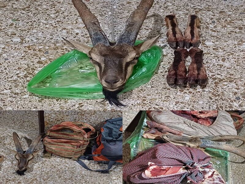 تیراندازی شکارچیان غیرمجاز به محیطبانان در دهگلان؛ لاشه یک کل وحشی کشف شد