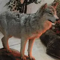فروش آزاد گونه‌های ارزشمند و در خطر انقراض تاکسیدرمی‌شده در فروشگاه‌ها