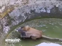 تلاش ستودنی میمون برای نجات یک گربه