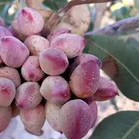 پیش‌بینی برداشت ۱۹ هزار تن پسته از باغات خراسان جنوبی