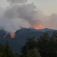 برای نجات جنگل، جان دادند