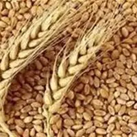 لرستان در آستانه فصل بذر؛ ۱۷ هزار تن بذر گندم تأمین شد