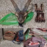 تیراندازی شکارچیان غیرمجاز به محیط‌بانان در دهگلان؛ لاشه یک کل وحشی کشف شد