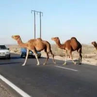 مصوبات جدید قضایی برای ساماندهی شترهای سرگردان در جاسک
