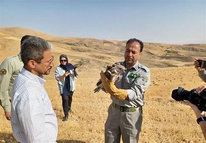 رهاسازی چند بهله پرنده شکاری تیمارشده در ارتفاعات شهرستان بروجرد