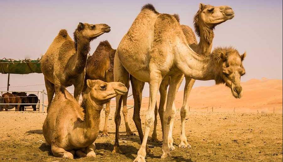 شیر شتر مفید است؟