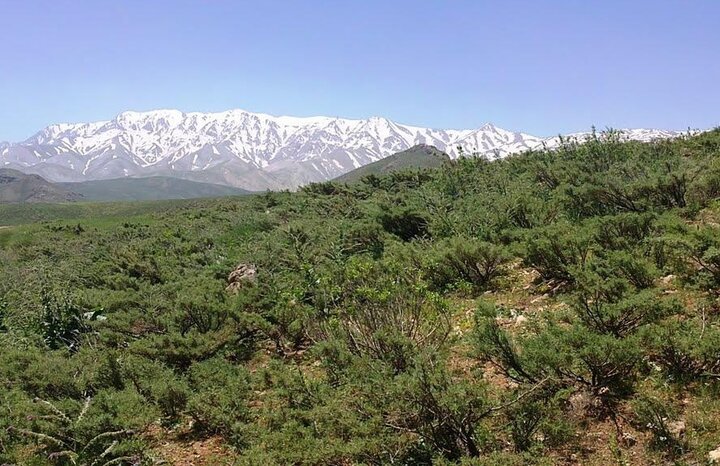 دستهای خالیِ زاگرس؛ «قالیکوه» را شکارچیان میبافند!
