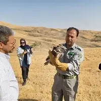 رهاسازی چند بهله پرنده شکاری تیمارشده در ارتفاعات شهرستان بروجرد