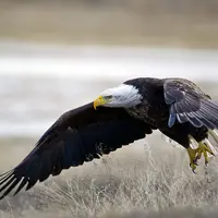 عقاب در صحنه ای باورنکردنی یک گوزن را شکار می کند