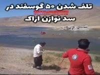 تلف شدن ده‌ها رأس گوسفند بر اثر بی‌احتیاطی در سد نوازن اراک