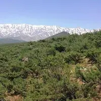 دست‌های خالیِ زاگرس؛ «قالیکوه» را شکارچیان می‌بافند!
