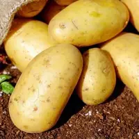 پیش‌بینی برداشت ۸۰۰ هزار تُن سیب‌زمینی در اردبیل
