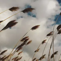 پیش‌بینی وزش باد شدید و کاهش کیفیت هوا در استان قزوین