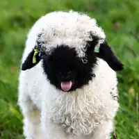 بره ناقلا در دنیای واقعی!