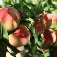 شرایط اقلیمی و کاهش کیفی و کمی تولید میوه در کهگیلویه‌وبویراحمد