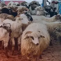 قیمت دام زنده امروز ۹ مرداد ۱۴۰۴