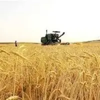 استاندار: ۷۵ درصد مطالبات گندمکاران پرداخت شد