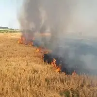 کشت دوباره ممنوع شد؛ بوی سوختگی کاه و کُلش در مزارع مازندران!