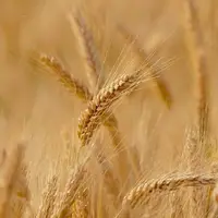 خرید تضمینی ۸ هزار تن گندم در تبریز